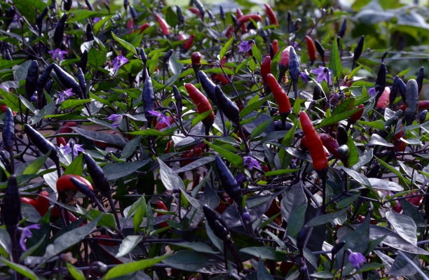 chilli Zimbabwe Black