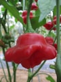 chilli Bishops Crown