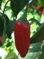 chilli Aji Delight