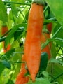 chilli Havana Gold