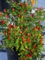 chilli Hot Thai