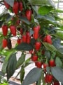 jalapeno chilli