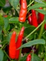 Lancer chillies