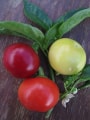 Little Bomb chillies
