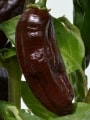 chilli Machu Pichu