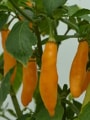 Madre Vieja chillies