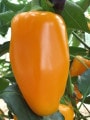 chilli Midas