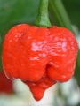 Moruga Red chilli