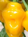 Trinidad Perfume chillies