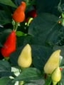 Turkish Pickling Pepper