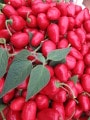 Redroc