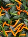 Orange Tyger chillies