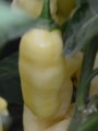 Wraith chilli