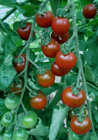 tomato truss