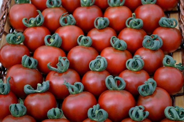 tomato fruit