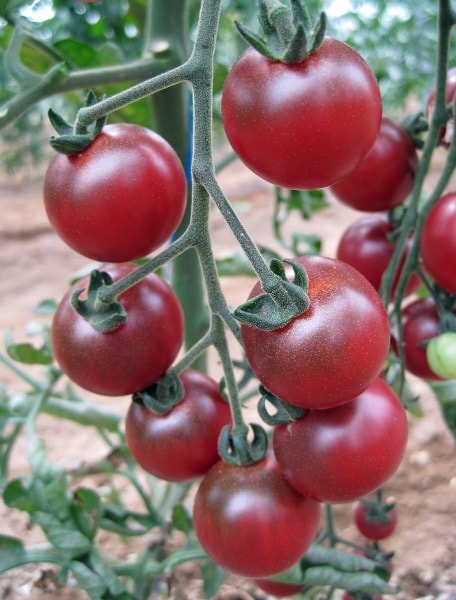 tomato 'Rosella'