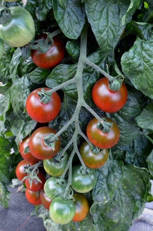 tomato Ruby Falls