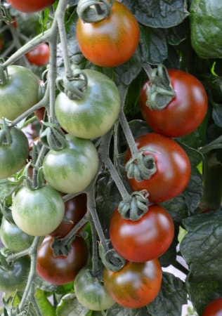 tomato Ruby Falls